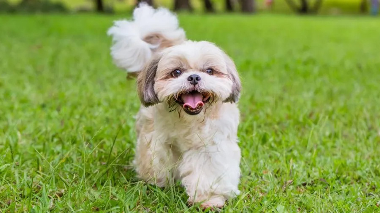 Shih-Tzu